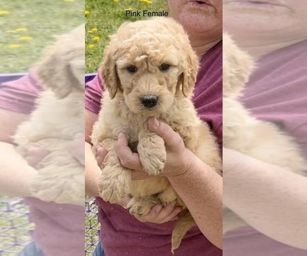 Medium Photo #22 Goldendoodle Puppy For Sale in CROTON, MI, USA