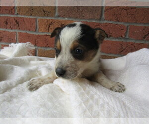 Australian Cattle Dog Puppy for sale in THREE RIVERS, MI, USA