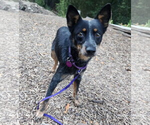 Pixie - Female Mutt Dog for Adoption - Photo #2