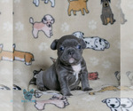 Small Photo #12 French Bulldog Puppy For Sale in SPOKANE, WA, USA
