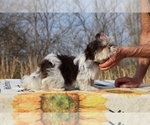 Small #11 Shih Tzu