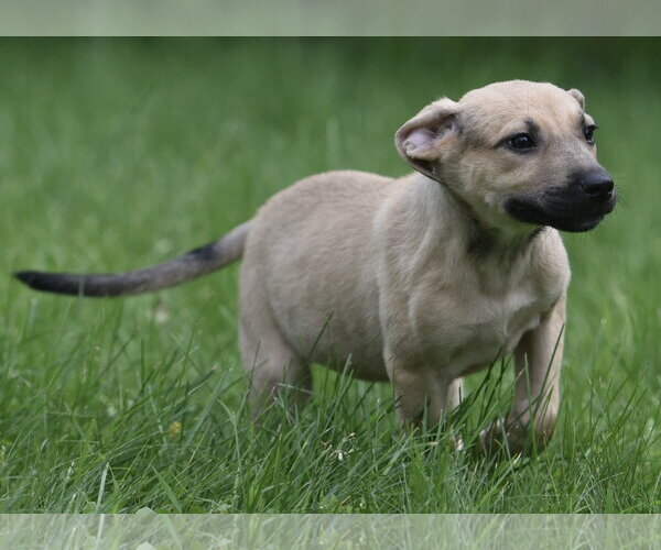 Medium Photo #3 Boxer-Unknown Mix Puppy For Sale in Mechanicsburg, PA, USA