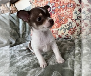 Chihuahua Puppy for sale in AMHERST JUNCTION, WI, USA