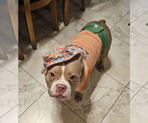 American Pit Bull Terrier-Unknown Mix Dogs for adoption in Crete, IL, USA