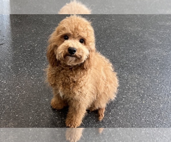 Medium Photo #19 Maltipoo Puppy For Sale in WARSAW, IN, USA