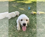 Small Photo #5 Labrador Retriever Puppy For Sale in MESA, AZ, USA