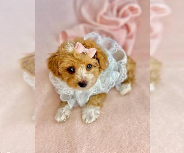 Medium Photo #1 Poodle (Toy) Puppy For Sale in PEMBROKE PINES, FL, USA
