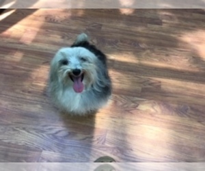 Havanese Dogs for adoption in CHARLOTTE, NC, USA
