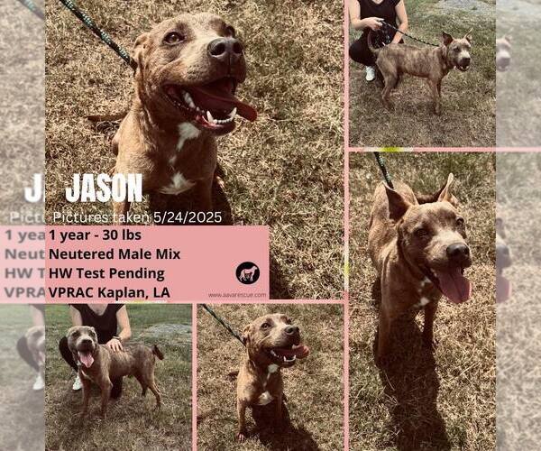 Medium Photo #6 American Pit Bull Terrier Puppy For Sale in Oakhurst, NJ, USA