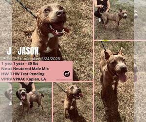 Jason - A Firecracker - Male American Pit Bull Terrier Dog for Adoption - Photo #6