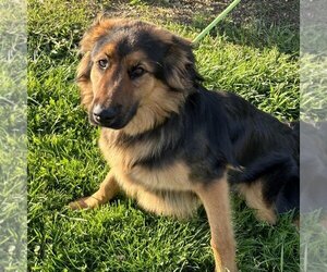 Mutt Dogs for adoption in Rohnert Park, CA, USA
