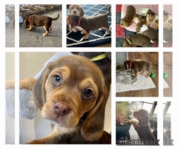 Medium Photo #2 Beagle Puppy For Sale in FALLS CITY, NE, USA