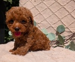 Small Photo #35 Cockapoo Puppy For Sale in GOSHEN, IN, USA