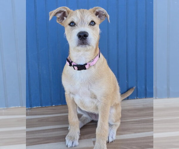 Medium Photo #1 Border Terrier-Labrador Retriever Mix Puppy For Sale in Lakewood, CO, USA