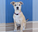 Sadie - Female Border Terrier-Labrador Retriever Mix Dog for Adoption - Small photo