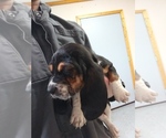 Small Photo #13 Basset Hound Puppy For Sale in PETERSBURG, IN, USA