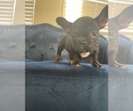 Small Photo #9 French Bulldog Puppy For Sale in OAKLAND, CA, USA