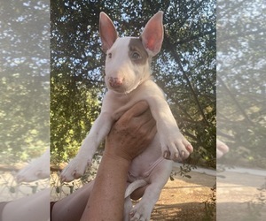 Bull Terrier Puppy for sale in RIVERSIDE, CA, USA
