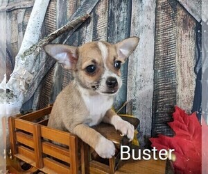 Chihuahua Puppy for Sale in LEBANON, Pennsylvania USA