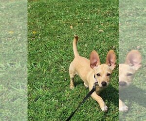 Chiweenie Puppy for sale in NEWPORT NEWS, VA, USA