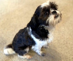 Father of the Shih Tzu puppies born on 06/21/2025
