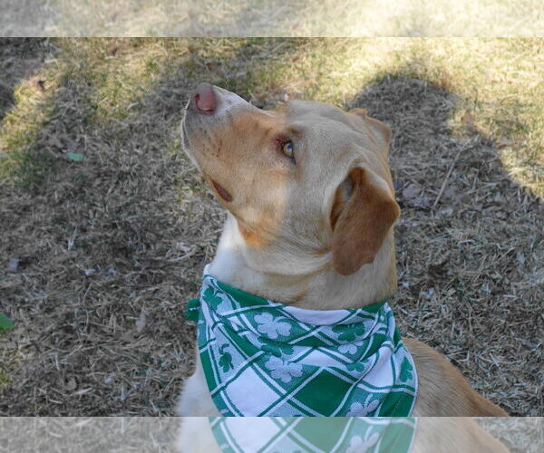 Medium Photo #8 Labrador Retriever-Unknown Mix Puppy For Sale in Doylestown, PA, USA