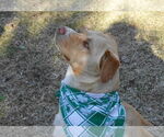 Small #7 Labrador Retriever Mix