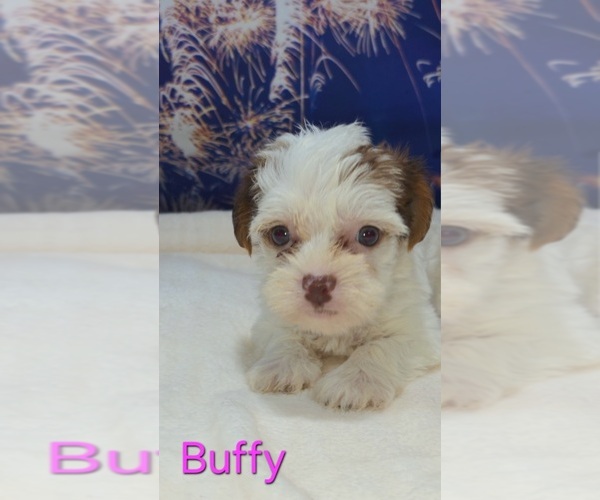 Medium Photo #5 Yorkipoo Puppy For Sale in AZLE, TX, USA