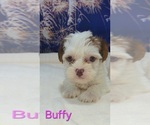 Small #4 Yorkipoo