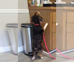 Lucy-loo - Female Beagle Dog for Adoption - Photo #12