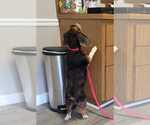 Small Photo #12 Beagle Puppy For Sale in Dunnellon, FL, USA