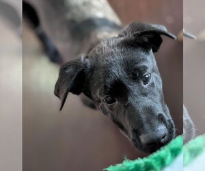 Elroy Jetson - Male Borador Dog for Adoption - Photo #5