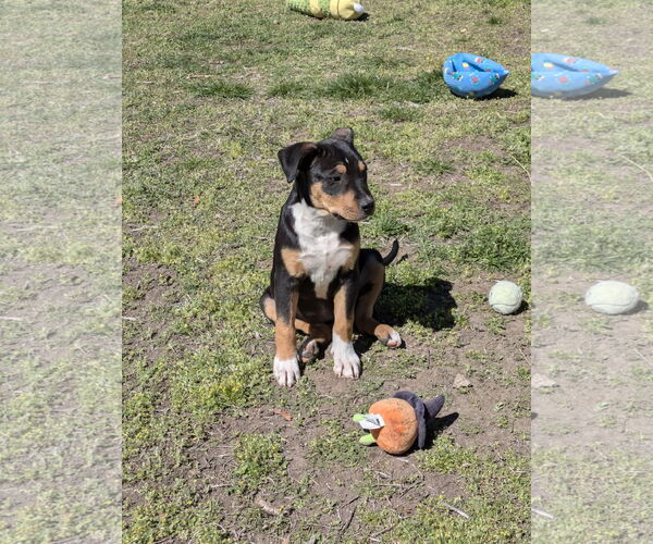 Medium Photo #4 Mutt Puppy For Sale in Sandy, UT, USA