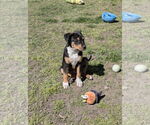 Small #3 Mutt