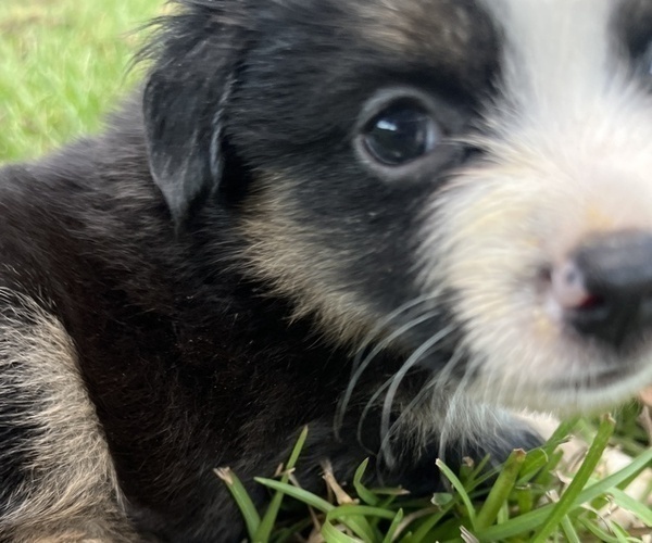Medium Photo #5 Miniature Australian Shepherd Puppy For Sale in MONTICELLO, SC, USA