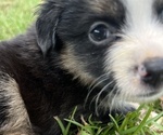 Small #4 Miniature Australian Shepherd