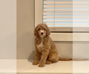 Goldendoodle Puppy for sale in CLARKSVILLE, TN, USA