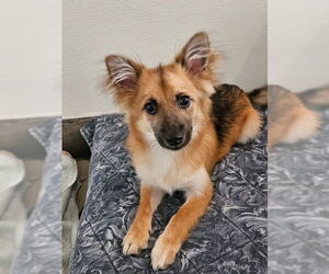 Pomeranian-Spaniel Mix Dogs for adoption in Agoura Hills, CA, USA