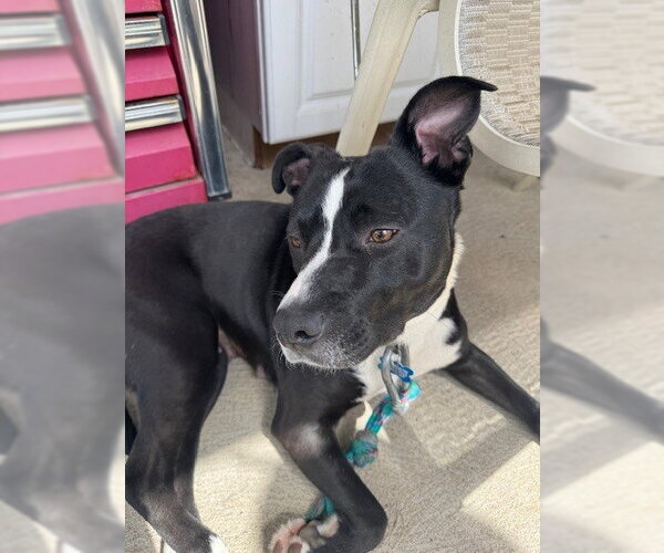Medium Photo #4 Staffordshire Bull Terrier-Unknown Mix Puppy For Sale in Springdale, PA, USA