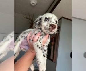 Dalmatian Puppy for sale in AUGUSTA, KY, USA