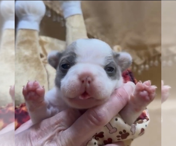 Medium Photo #6 French Bulldog Puppy For Sale in WEXFORD, PA, USA