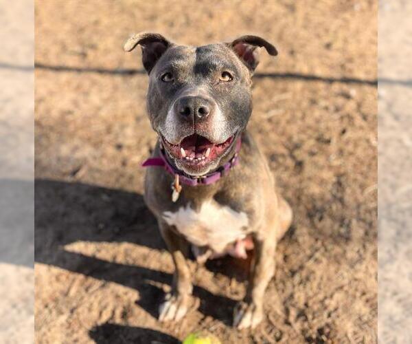 Medium Photo #2 Mutt Puppy For Sale in Aurora, CO, USA