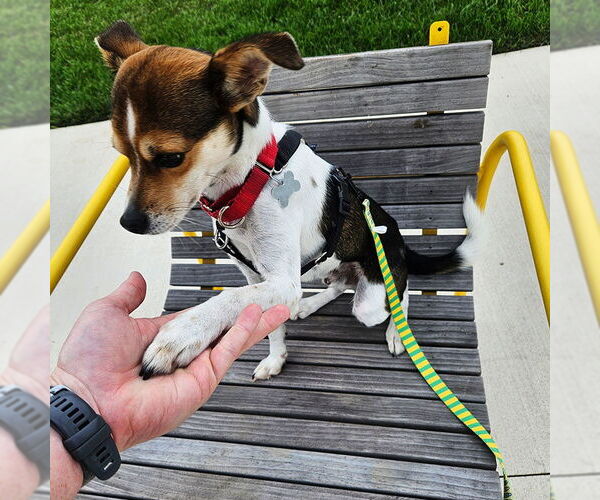 Medium Photo #2 Raggle Puppy For Sale in Atlanta, GA, USA