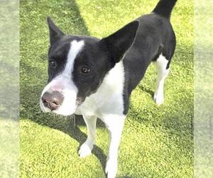 Border Collie-Unknown Mix Dogs for adoption in Houston, TX, USA
