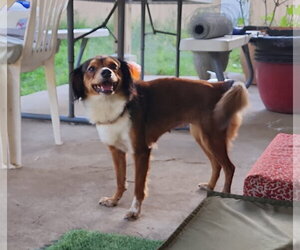 Lunamoon - Female Chihuahua-Unknown Mix Dog for Adoption - Photo #2