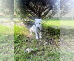 Small #8 Labrador Retriever Mix