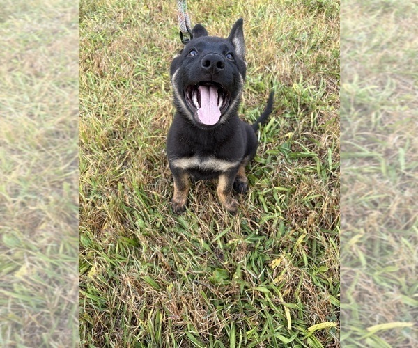Medium Photo #10 German Shepherd Dog Puppy For Sale in SUMPTER TWP, MI, USA