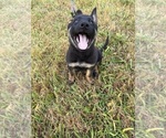 Small Photo #10 German Shepherd Dog Puppy For Sale in SUMPTER TWP, MI, USA