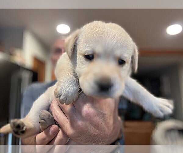 Medium Photo #3 Labrador Retriever Puppy For Sale in HIGH POINT, NC, USA
