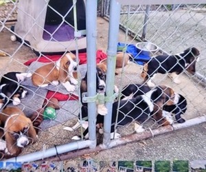 Basset Hound Dogs for adoption in SORRENTO, FL, USA